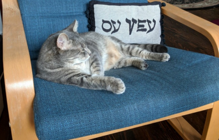 Jewish Cat of the Month: Bruce! - GatherDC