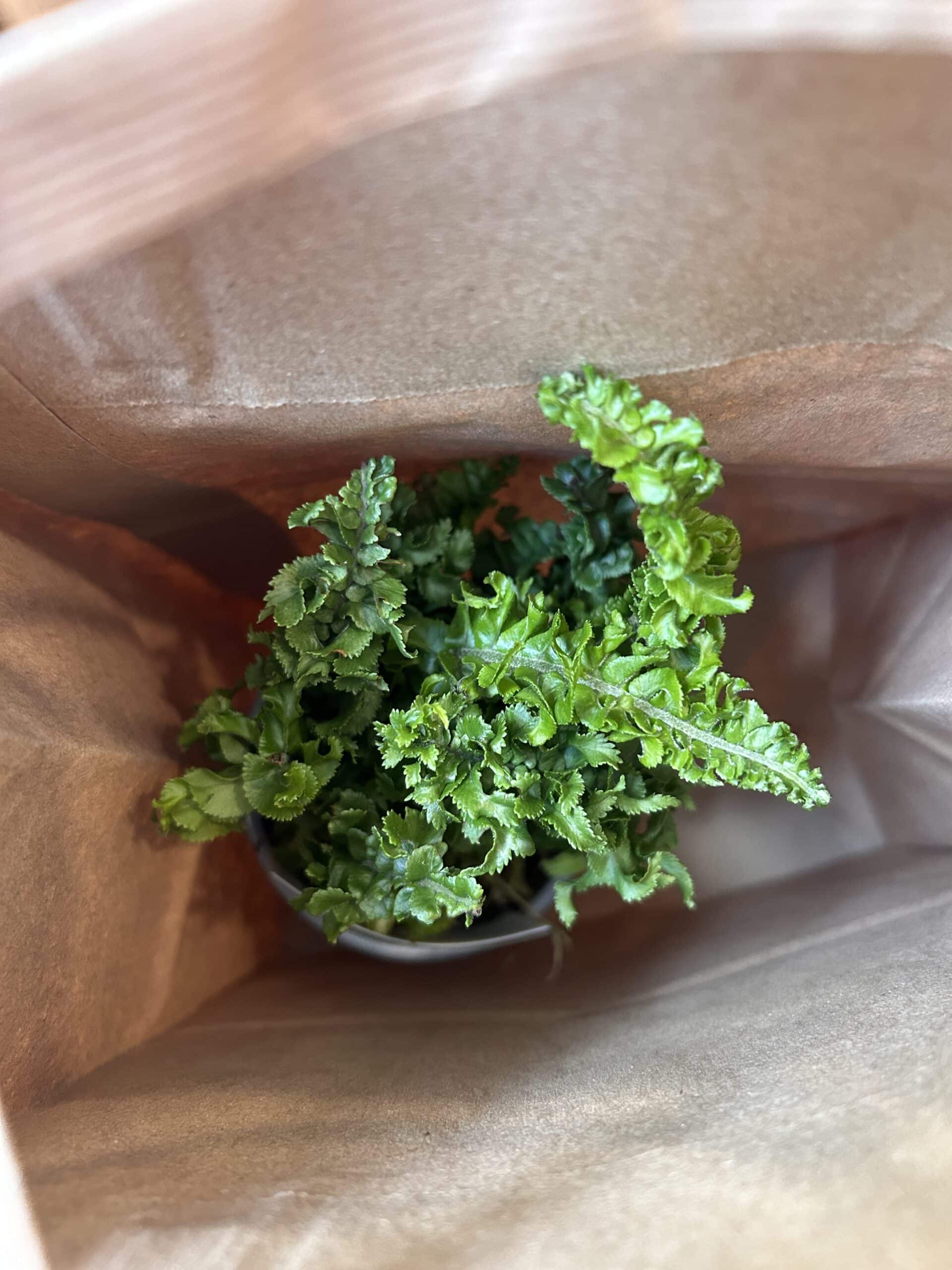 Green leaves of a houseplant reach from inside a paper bag.