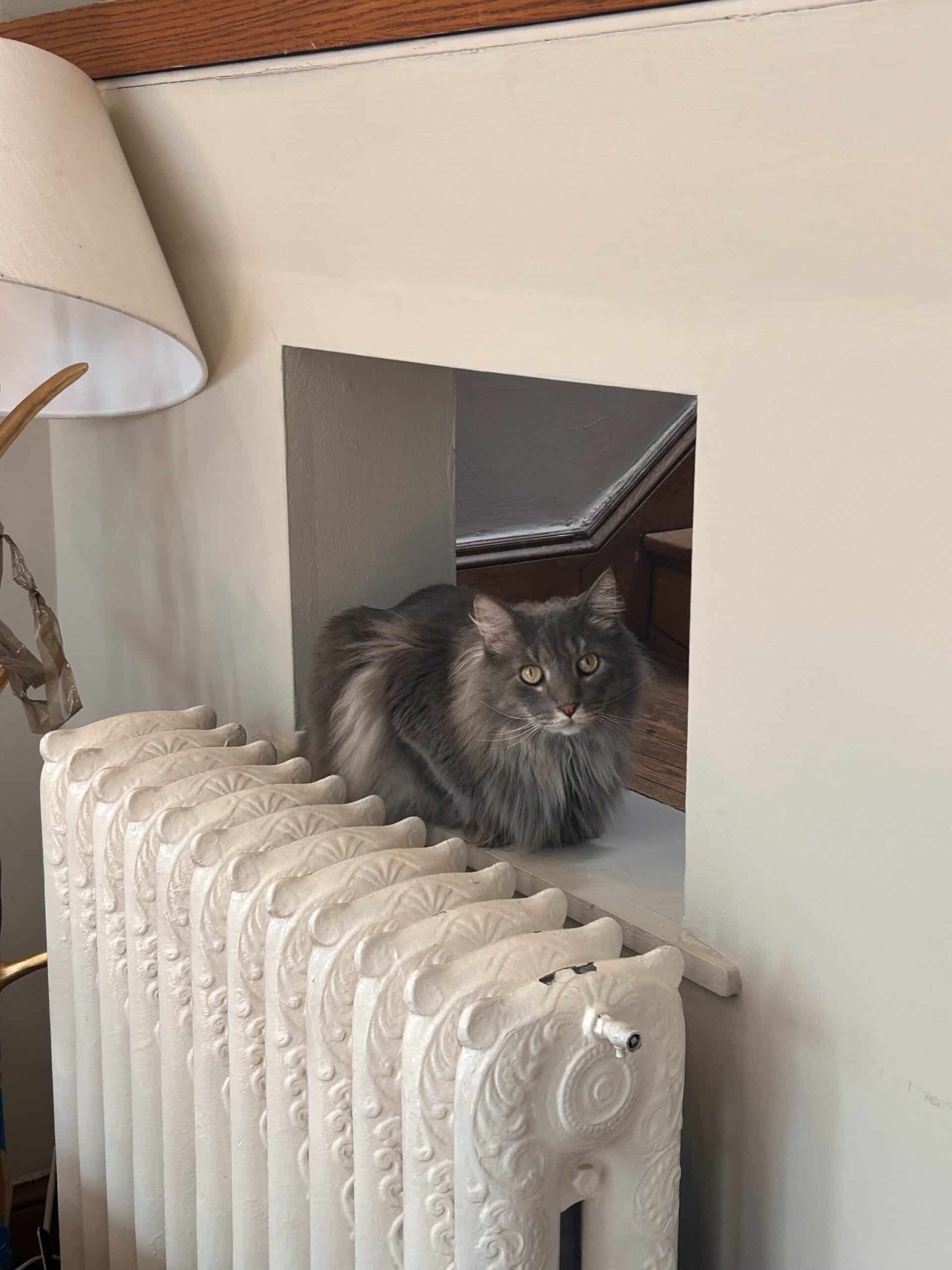 A cat perches above a radiator.