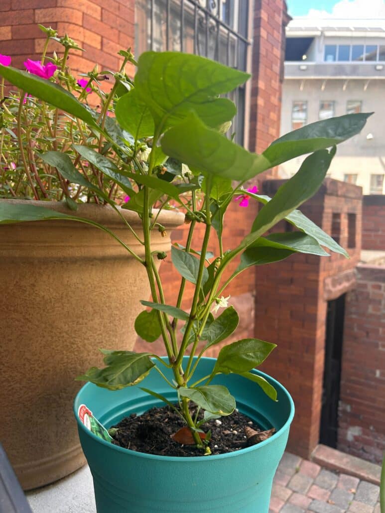 Potted pepper plant.