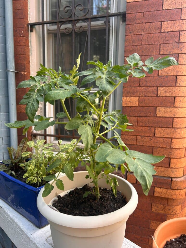 Potted tomato plant.