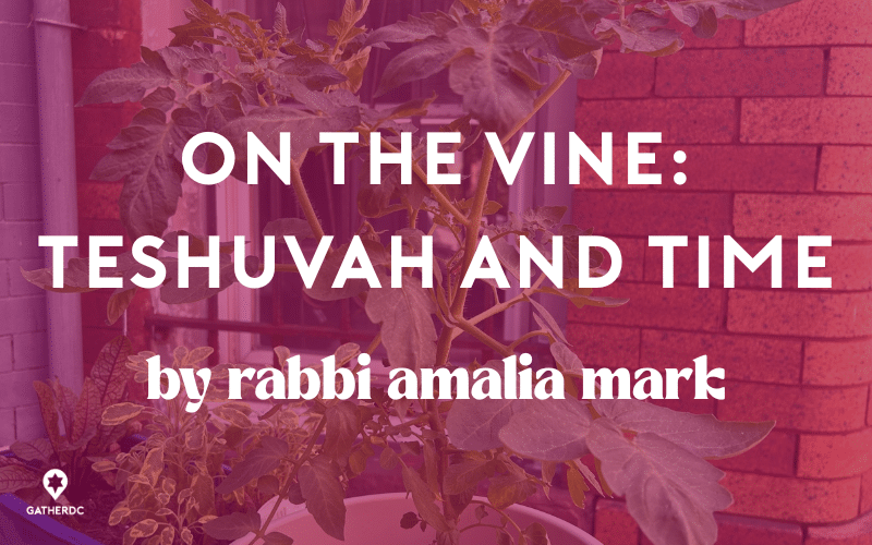 on the vine: teshuvah and time by rabbi amalia mark