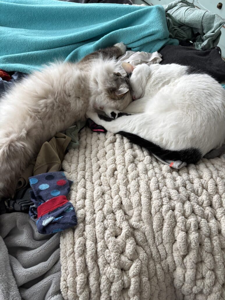 Two white cats snuggling.