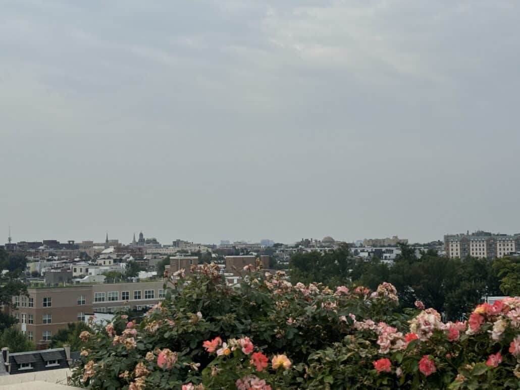 Flowers in a window box over Petworth. 