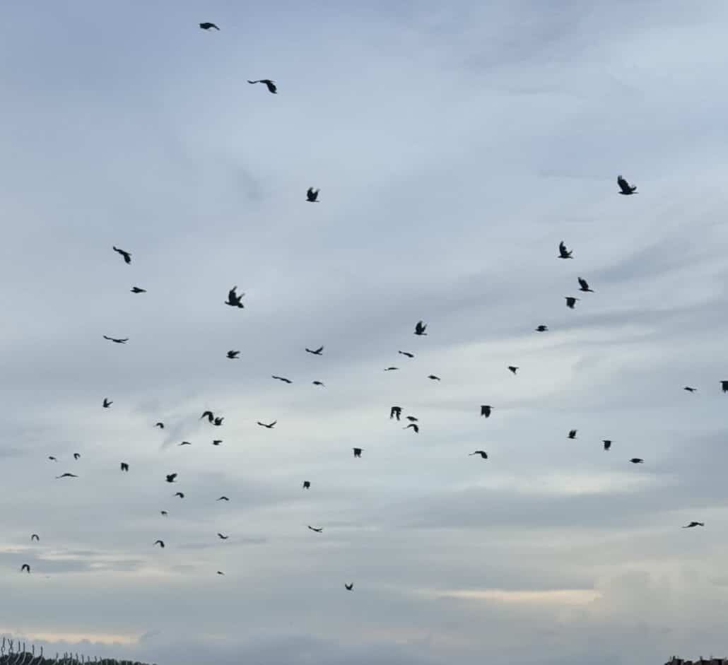 A flock of birds on a cloudy sky.