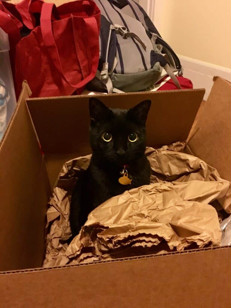 Cat in a moving box.