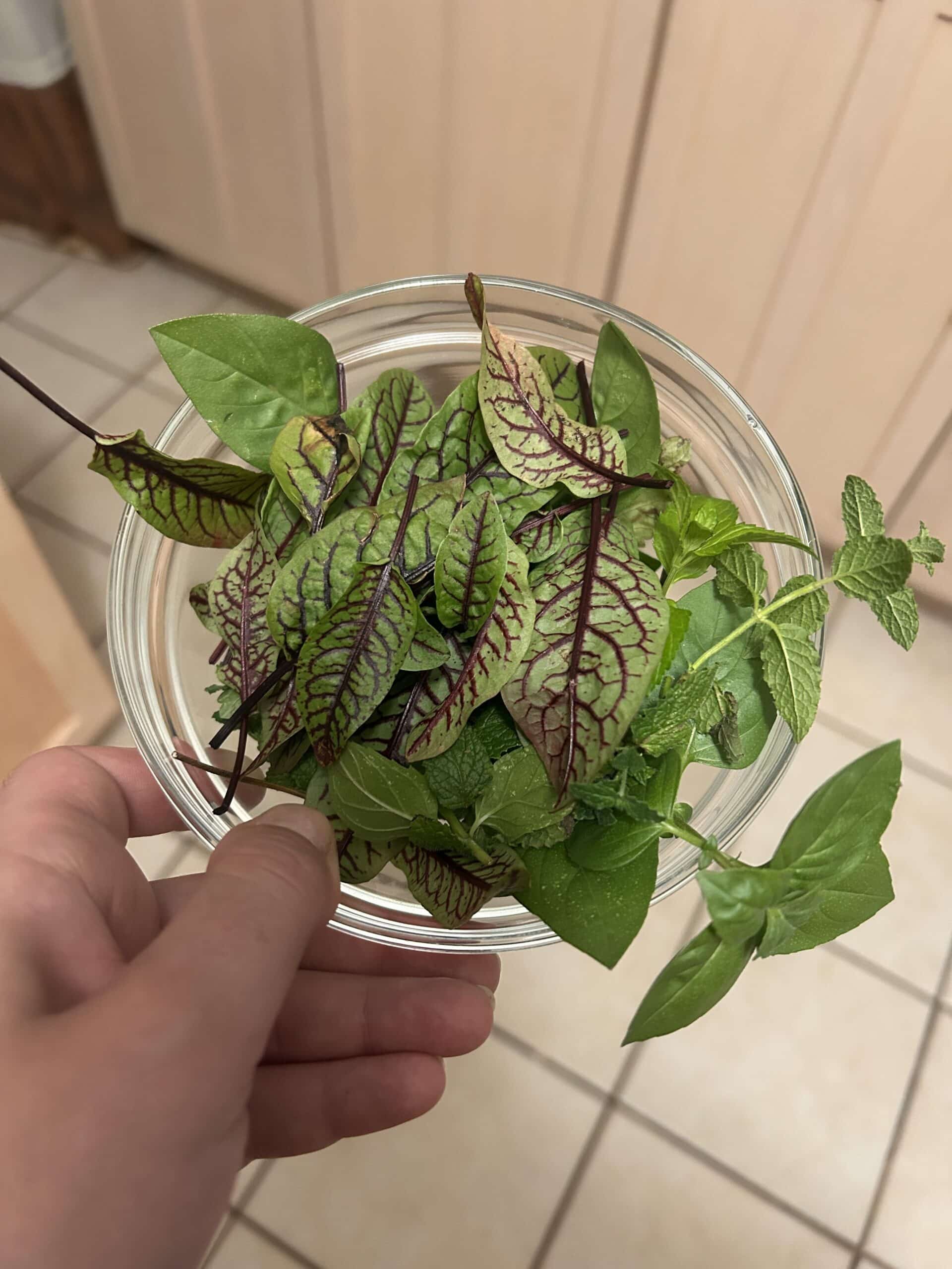 Basil in a glass bowl. 