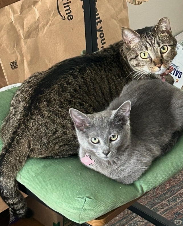 Sam's cats.